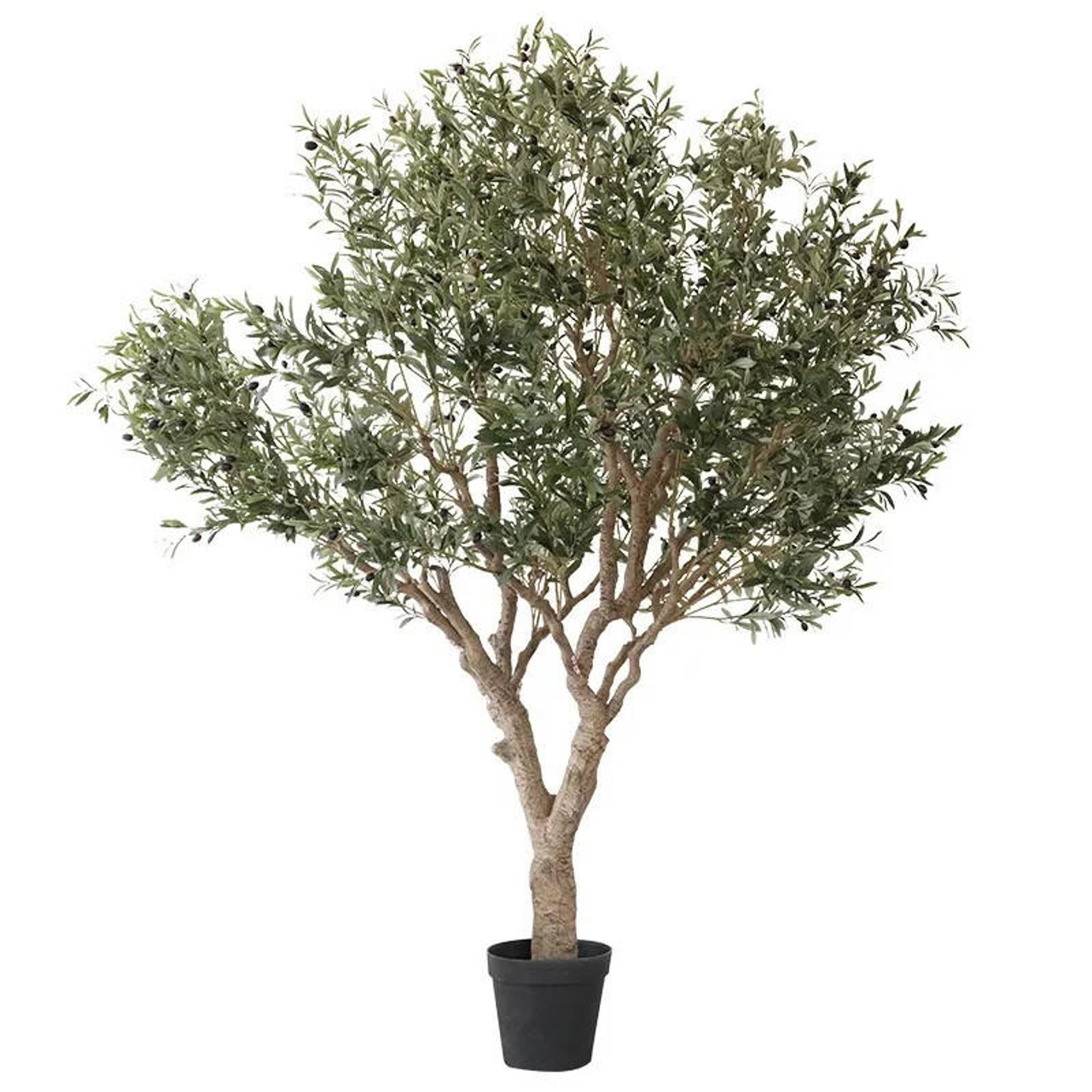 2m olive tree - 2m olive tree