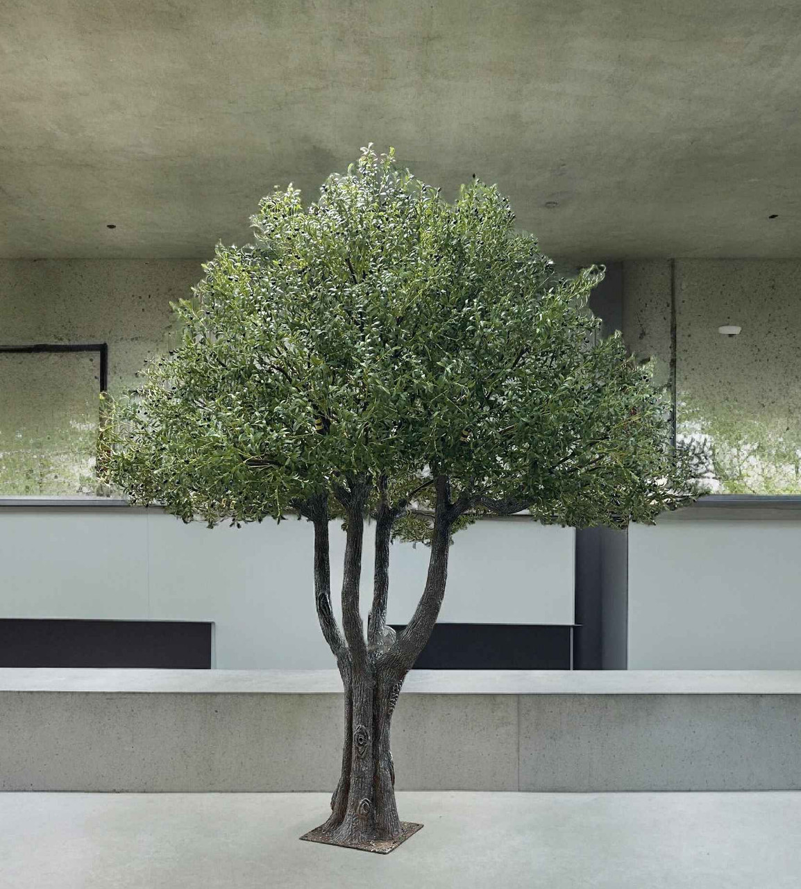 arbequina olive tree indoor