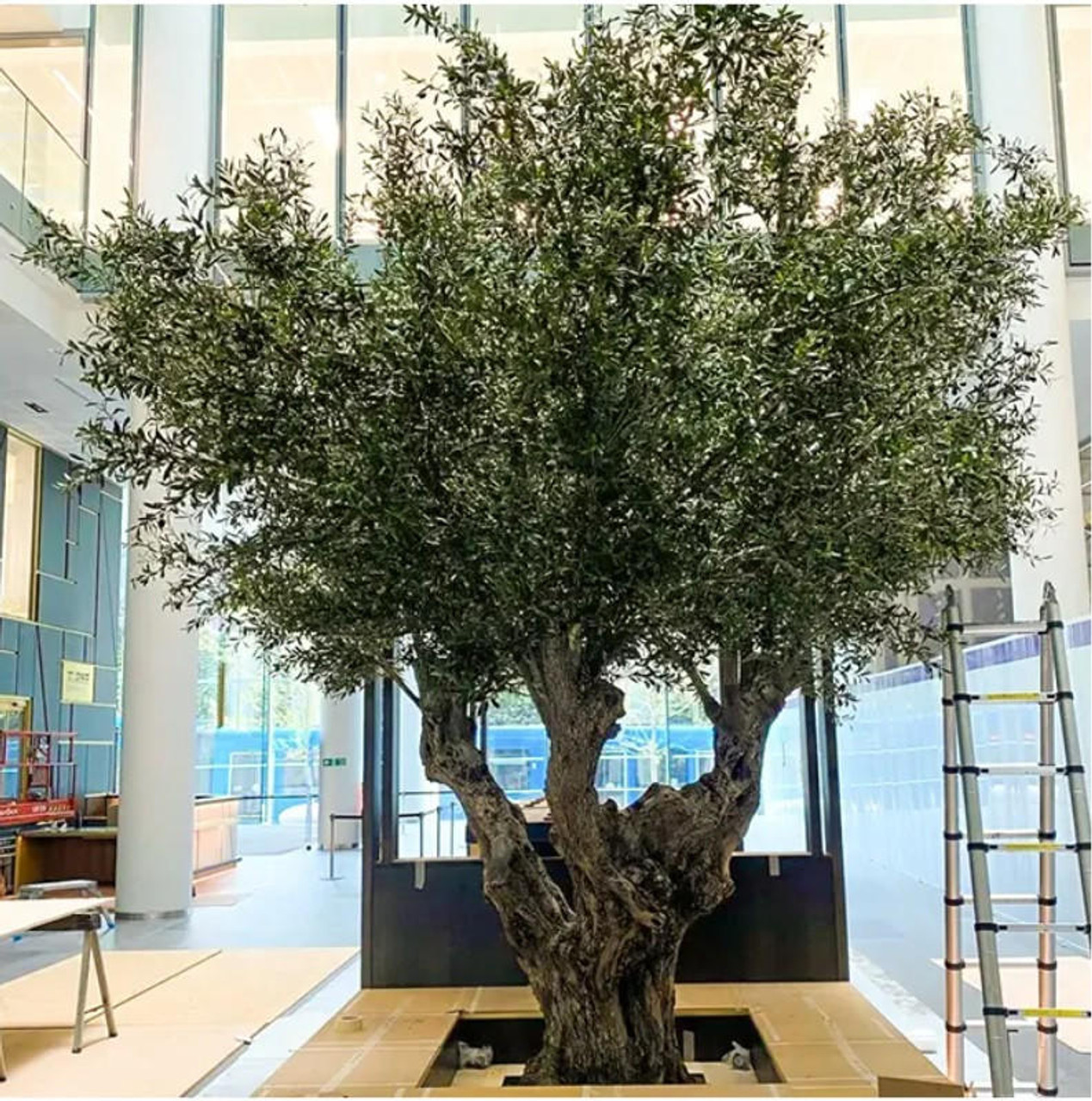 fake olive tree indoor