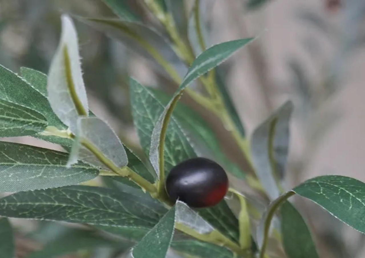 olive tree care indoors