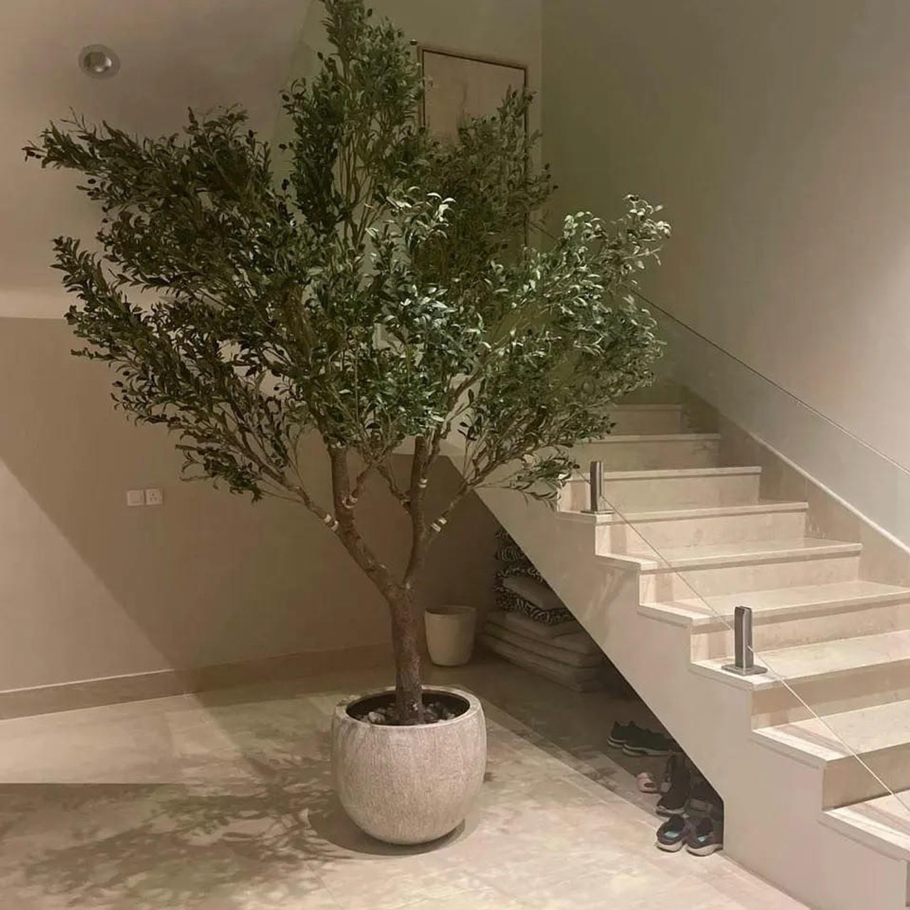 olive tree for living room