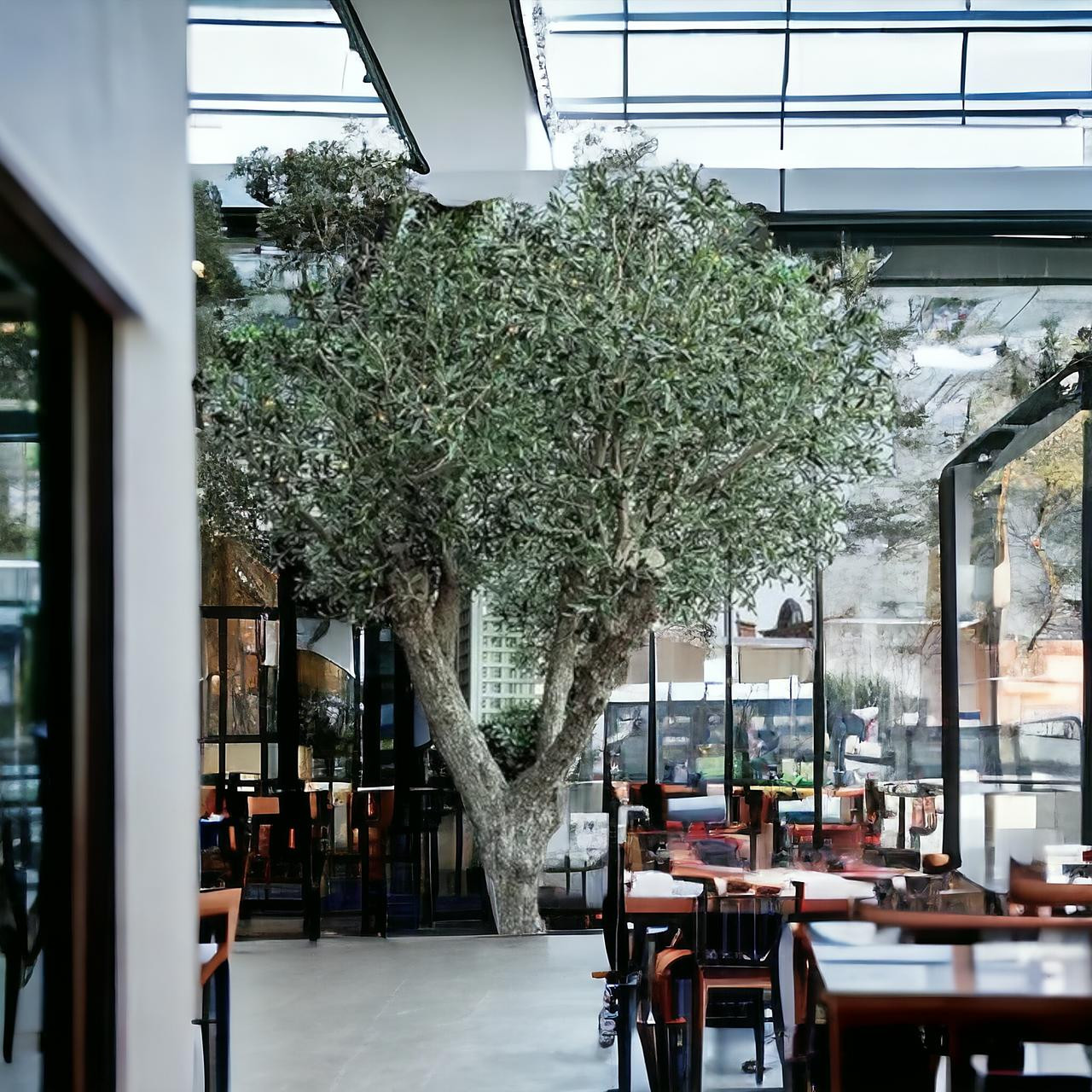 olive trees for indoors